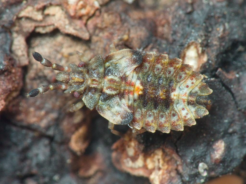 Aradus depressus (Fabricius, 1794)